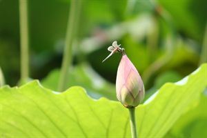 堕胎后超度婴灵要找大师来进行操作，才能够真