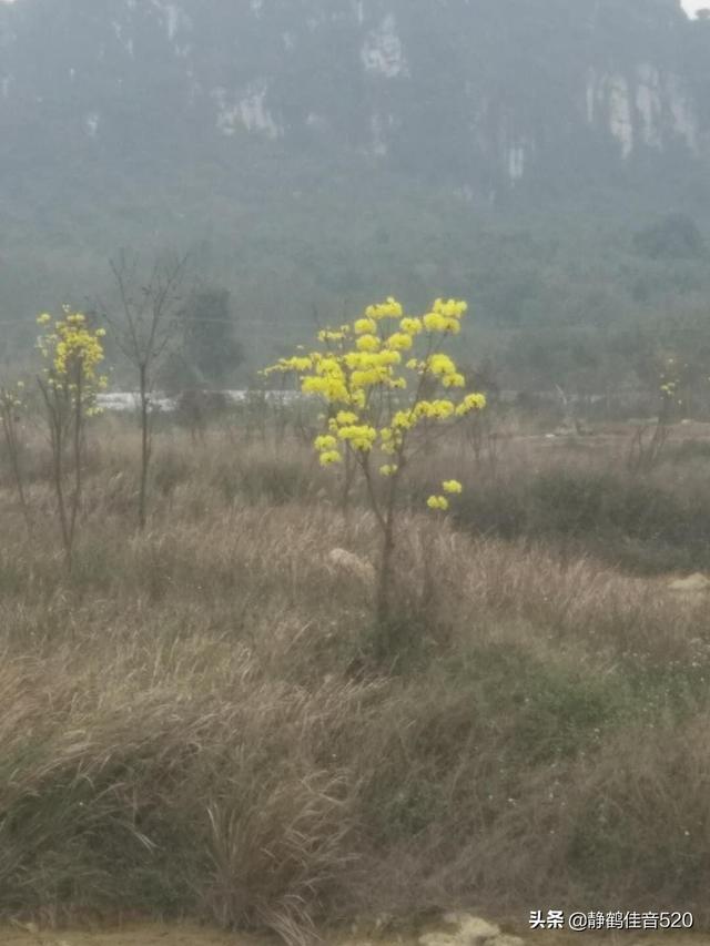 男人说是命中注定的缘分