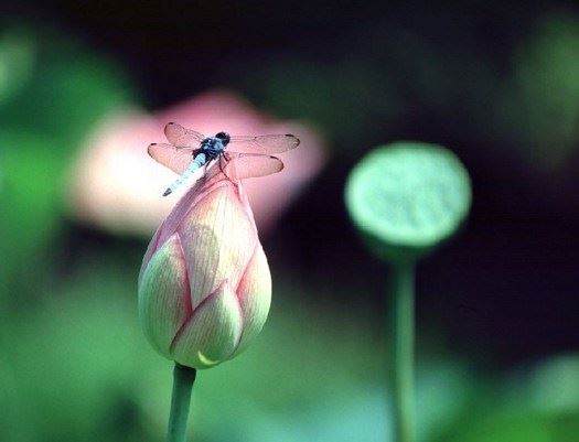 花姐命查询的办法，花姐命化解的办法详解